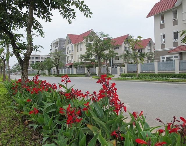 Cây chuối hoa trong khu đô thị An Hưng