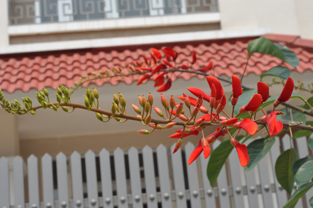 Hoa osaka đỏ, muồng hoa đỏ