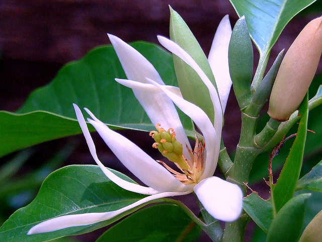 Ngọc Lan Hoa Trắng