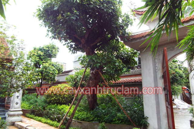 Cây lộc vừng trước cổng nhà cổ thanh trì Hà Nội