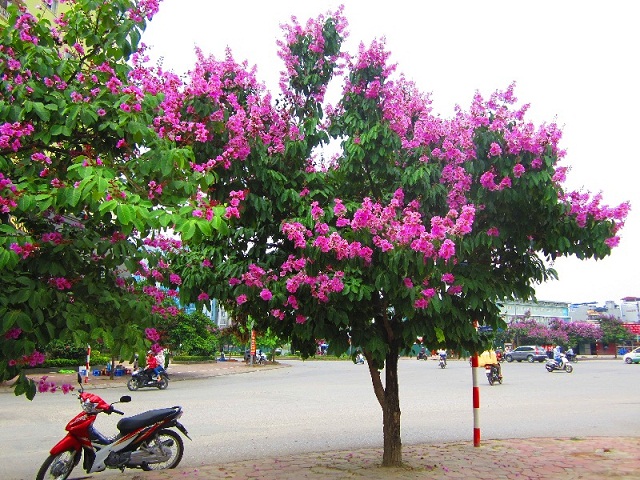 Bằng lăng