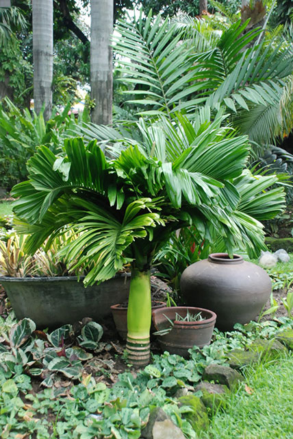 Areca catechu - Cay Cau Lun