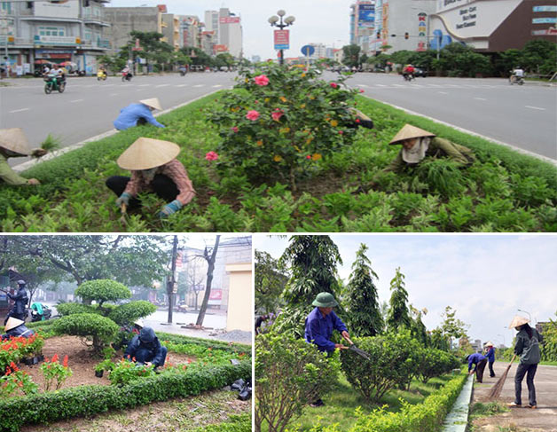 Các quy định về việc cắt tỉa và vấn đề xây dựng kế hoạch chăm sóc, thay mới cây xanh?