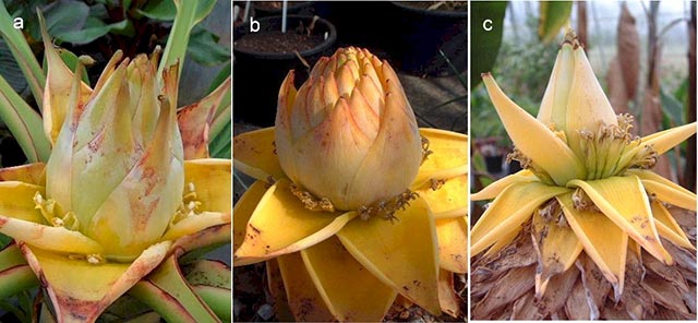 Cây chuối tài lộc