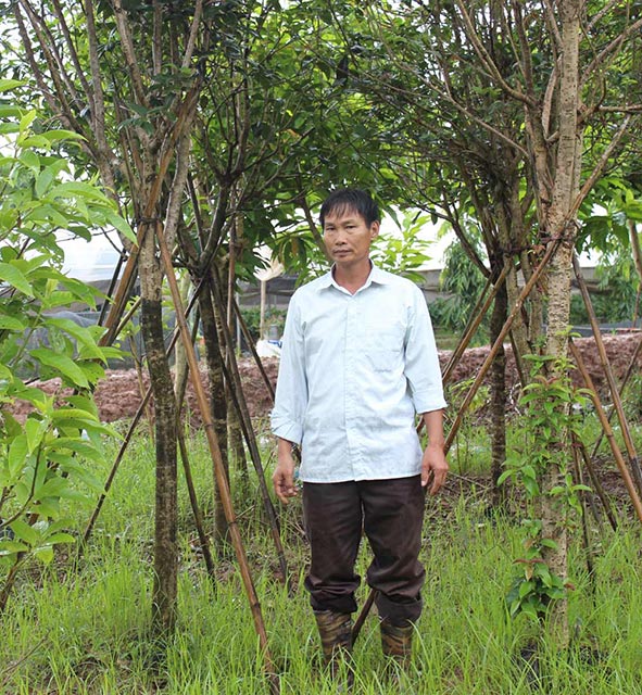 Cây hoa mộc