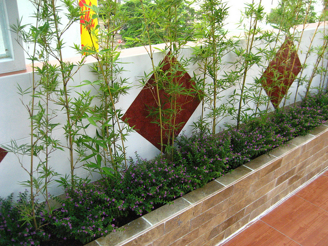 Cây Trúc Quân Tử