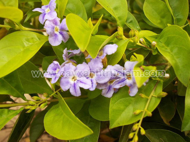 Cây chuỗi ngọc trồng viền