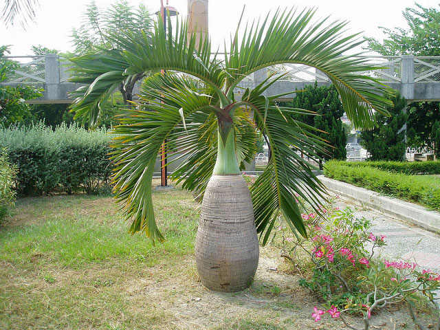 Cây cau sâm banh