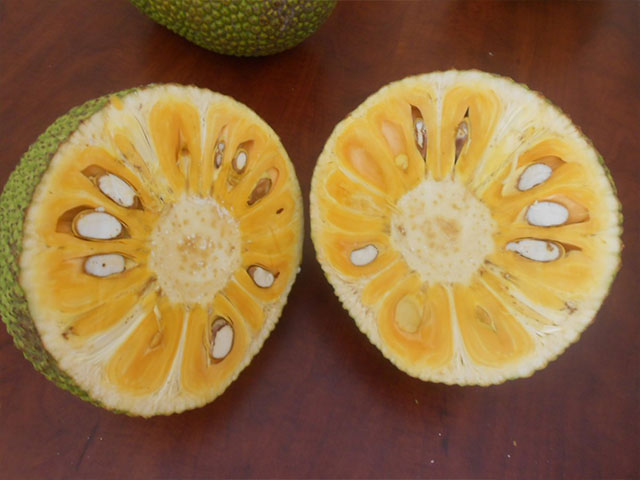 Màu vàng tranh cây mít thái siêu sớm