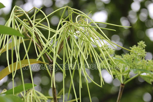 Quả cây hoa sữa