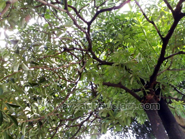 Tan cây hoa sữa