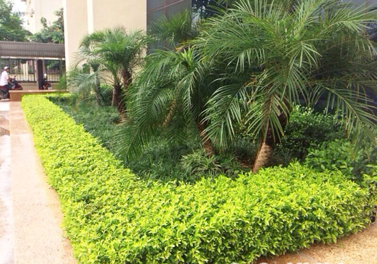 Cây Chuỗi Ngọc Làm Đường Viền
