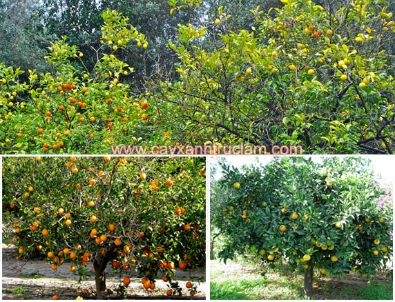 Cây cam