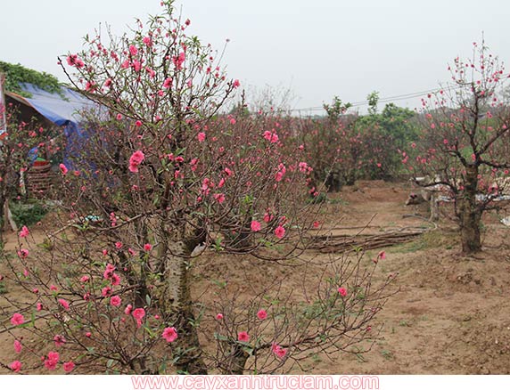 Cây đào phong thủy