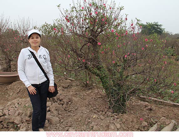 Cây đào và cô gái