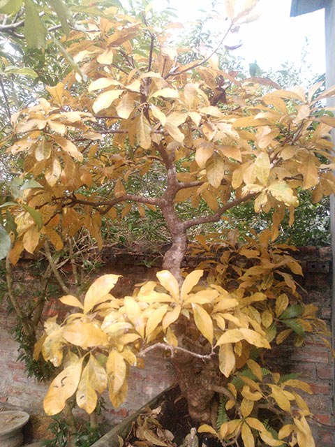 Cây lộc vừng cho lá vàng cả cây vào mùa thu