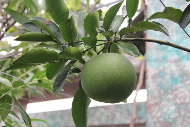 Cây bưởi trong vườn rau quả trên sân thượng
