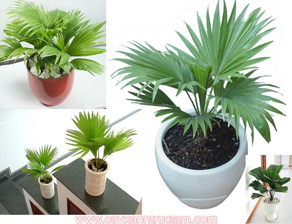 Cây cọ phong thủy cho nhà ở phát lộc