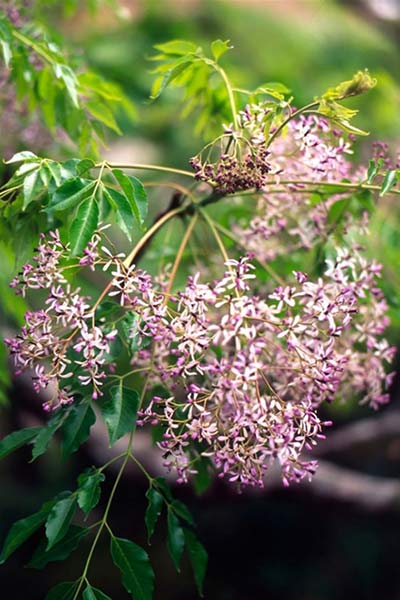 Tuyết tùng trắng (Xoan, sầu đông)