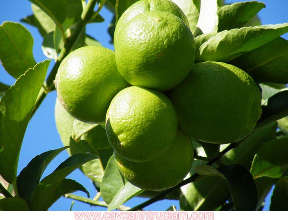 Qủa Chanh - Cây Citrus-aurantifolia