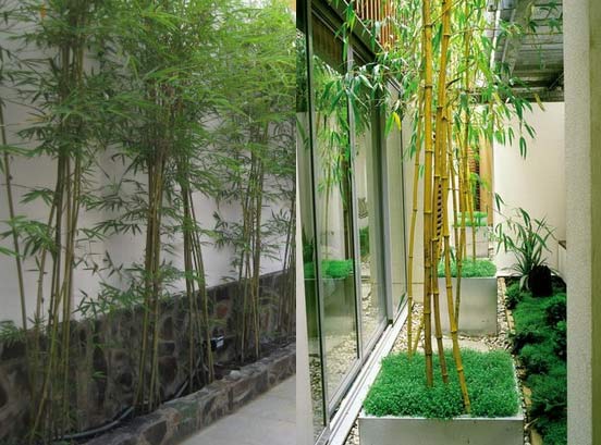 Trúc Chỉ Vàng