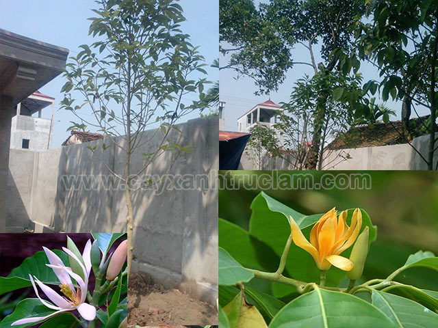 Cây hoa ngọc lan có những đặc tính gì?