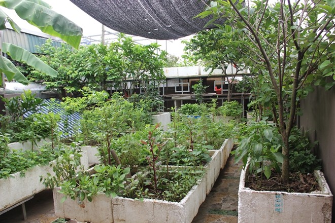 Vườn rau quả trên sân thượng