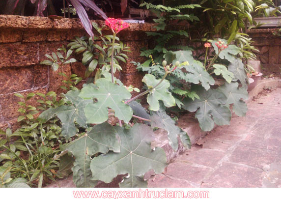 Cây ngô đồng - Cây ngô đồng cảnh