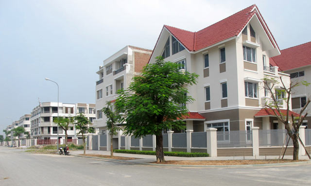 Cây Phượng Vĩ đại thụ trong khu đô thị An Hưng