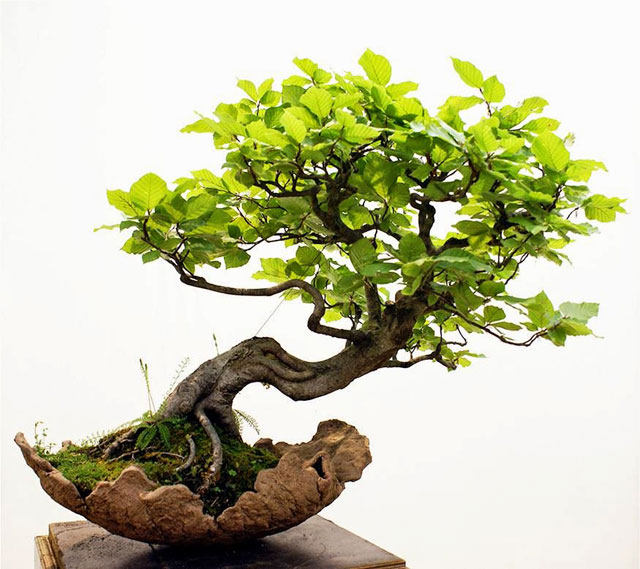 Cách tạo dáng bụi cây cho cây xanh cảnh