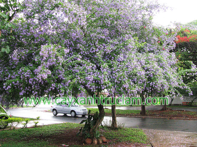 Cây chuỗi ngọc đại thụ