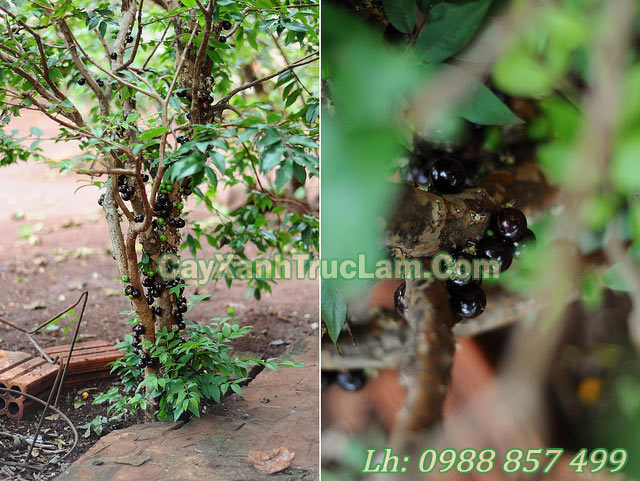 hình ảnh về cây Nho Thân Gỗ Jabuticaba