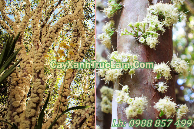 hình ảnh Hoa về cây Nho Thân Gỗ Jabuticaba