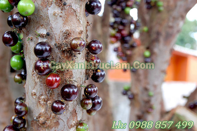 hình ảnh về cây Nho Thân Gỗ Jabuticaba