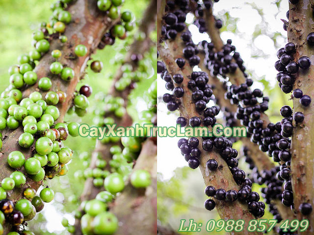 hình ảnh về cây Nho Thân Gỗ Jabuticaba