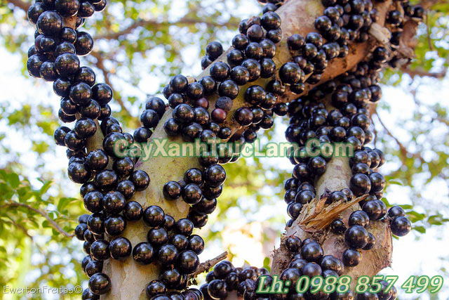 hình ảnh về cây Nho Thân Gỗ Jabuticaba