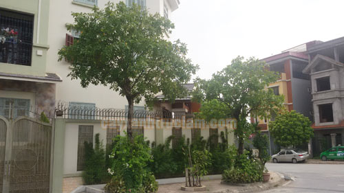 Lộc vừng là một loại cây cảnh rất đẹp và nhiều ý nghĩa.