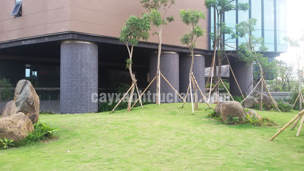 Những cây Kèn Vàng được trồng tại lối ra tầng hầm CT9 chung cư Văn Phú