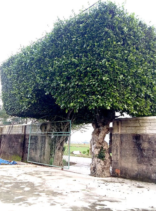 Sang Chảnh Hàng Rào Đẹp Từ Cây Xanh