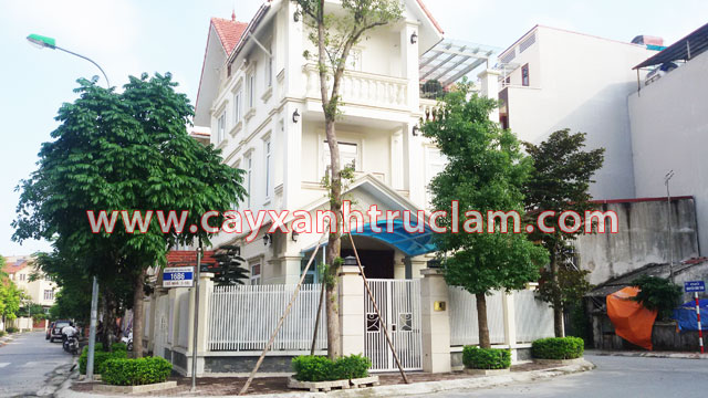 Cây Long Não được Trúc Lâm trồng tại khu đô thị Mỗ Lao