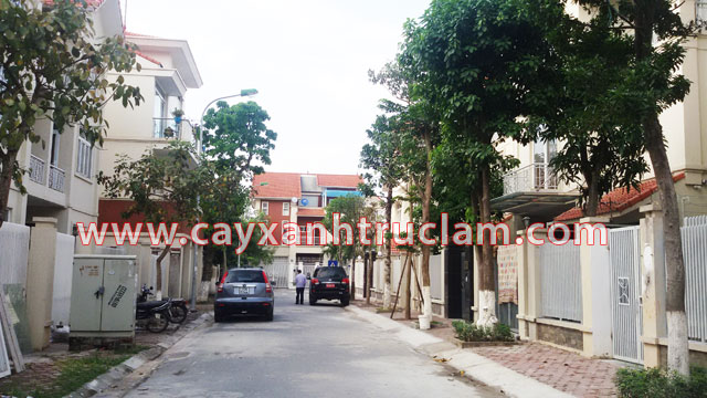 Hàng cây xanh vú sữa, xoài, dáng hương, chay, lộc vừng... được Trúc Lâm trồng tại khu đô thị Mỗ Lao