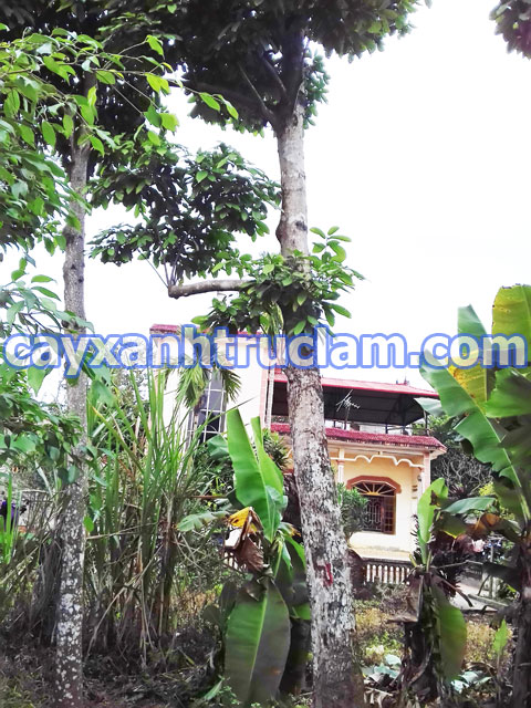 Cây sang DK 30 cao 6m 1 thân 1 cốt đẹp