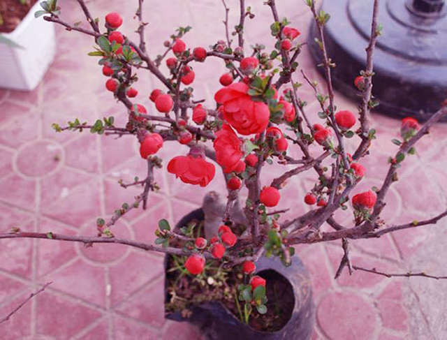 Mai Đỏ, Hoa Mai Đỏ, Bán Hoa Mai Đỏ Giá Rẻ Nhất LH 0988 857 499