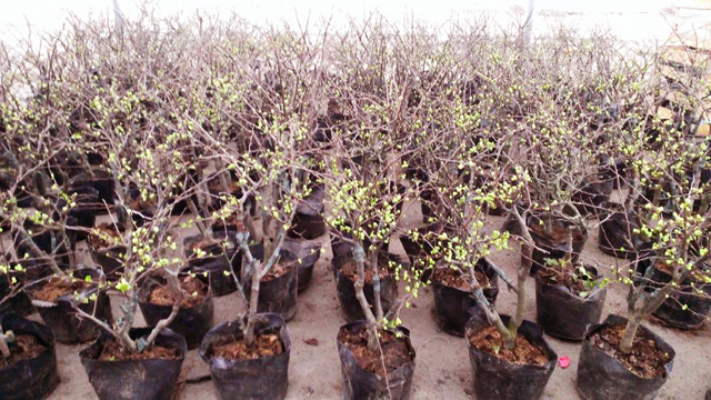 Mai Đỏ, Hoa Mai Đỏ, Bán Hoa Mai Đỏ Giá Rẻ Nhất LH 0988 857 499