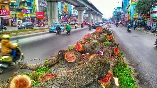 Hình ảnh những cây xà cừ bị đốn hạ