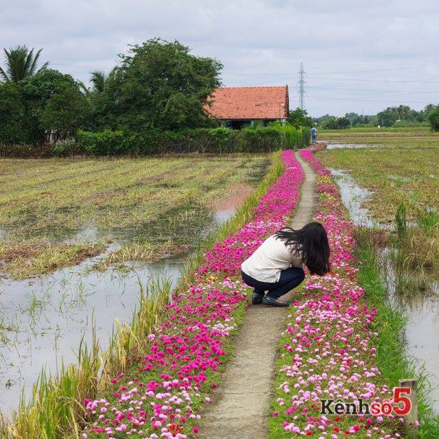 Đường Hoa 10 Giờ Đẹp Nhất Có 102 - Cây Xanh - Trồng Cây Xanh - Cây Bóng Mát - Cây Cảnh Đẹp - LH 0988 857 499