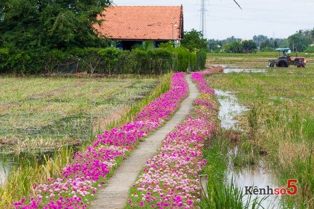 Đường Hoa 10 Giờ Đẹp Nhất Có 102 - Cây Xanh - Trồng Cây Xanh - Cây Bóng Mát - Cây Cảnh Đẹp - LH 0988 857 499