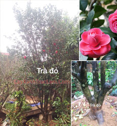 Cây Trà Cung Đình, Cây Trà, Hoa Trà, Cây Hoa Trà Thâm Bát Diệm, Cây Trà Đại Thụ - Bán Cây Hoa Trà Đại Thụ LH 0988 857 499