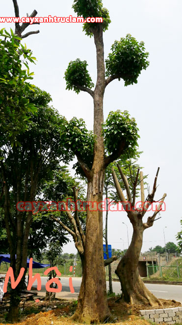 Cây Nhội, bán cây nhội, cung cấp cây nhội, trồng mua bán cây nhội: LH MR Khánh 0988 857 499