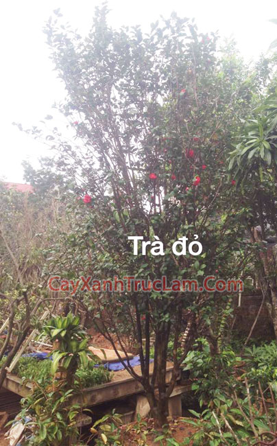 Cây Trà Cung Đình, Cây Trà, Hoa Trà, Cây Hoa Trà Thâm Bát Diệm, Cây Trà Đại Thụ - Bán Cây Hoa Trà Đại Thụ LH 0988 857 499